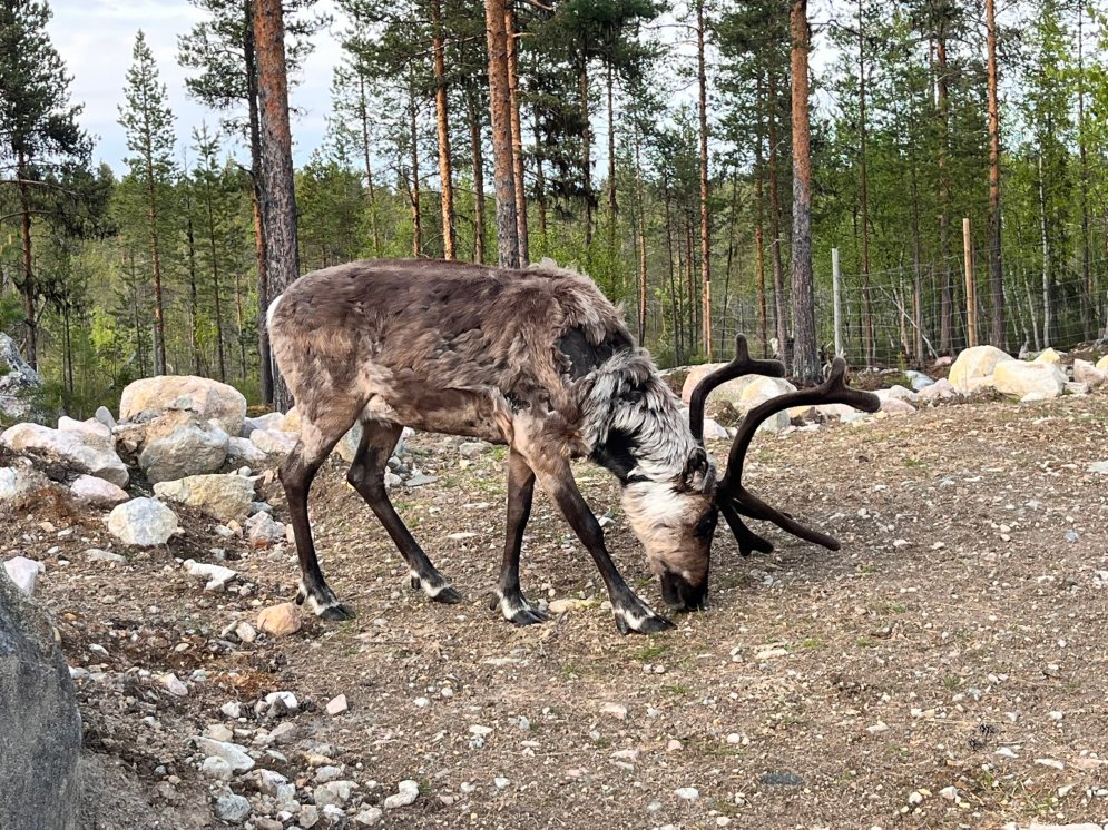 Viele Rentiere in Schwedisch Lappland