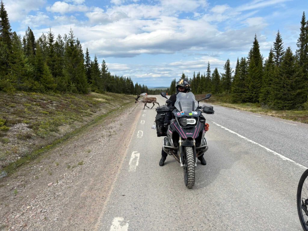 Rentiere crossing