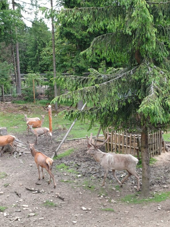 Der weißer Rothirsch im Wildpark Mehmeisel
