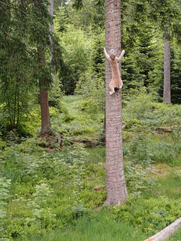 Der Luchs klettert auf einen Baum und Du schaust zu